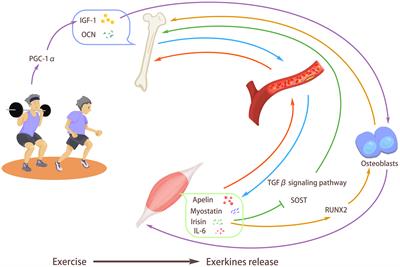 Mechanism and physical activities in bone-skeletal muscle crosstalk